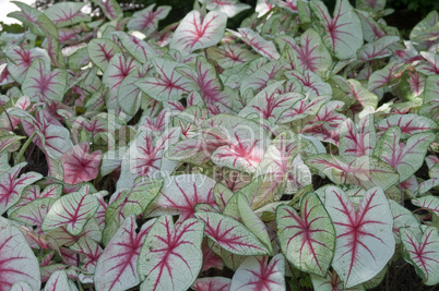 Caladium