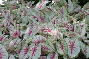 Caladium