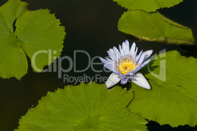 Water lily. Nymphaea. Blue capensis