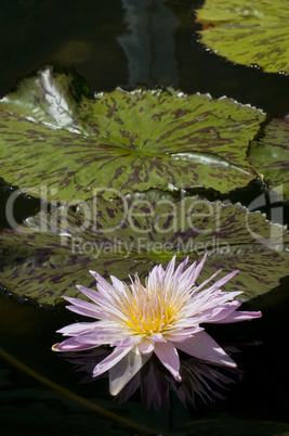 Water lily, Nymphaea, Golden West