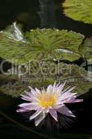 Water lily, Nymphaea, Golden West