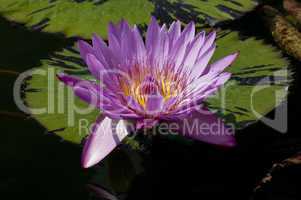 Water lily, Nymphaea, Kathy McLane