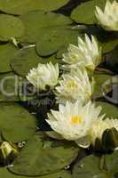 Water lily, Nymphaea, Lemon Chiffon