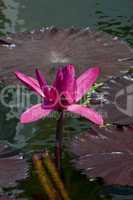 Water lily, Nymphaea, Red Flare