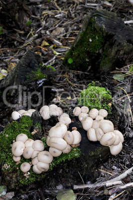 Stump puffball mushrooms