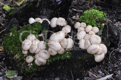 Stump puffball mushrooms