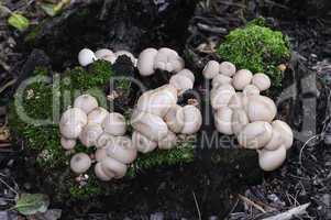 Stump puffball mushrooms