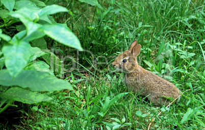 Eastern Cottontail Rabbit, Juvenile