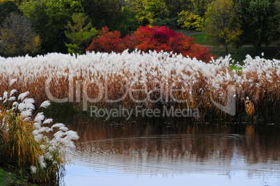 Pompous grass in the fall