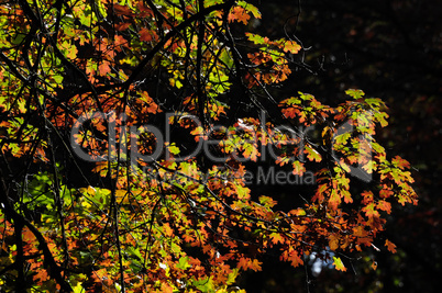 Red oak tree in the fall