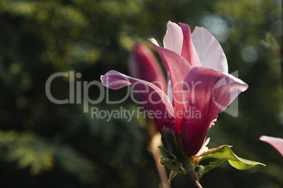 Magnolia liliiflora