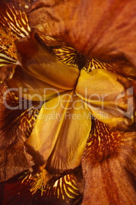 bearded iris close up
