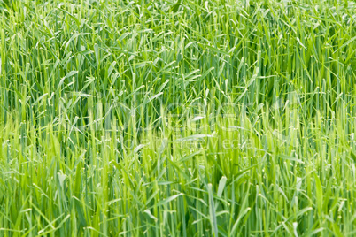 beautiful green field