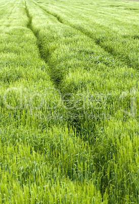 beautiful green field