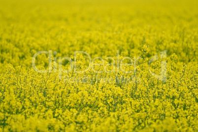 Rapeseed (Brassica napus)