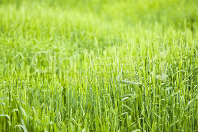 beautiful green field