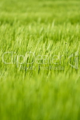 green barley field