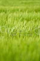 green barley field