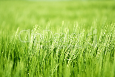 green barley field