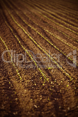 plowed field with seedlings