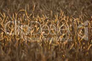 wheat ears