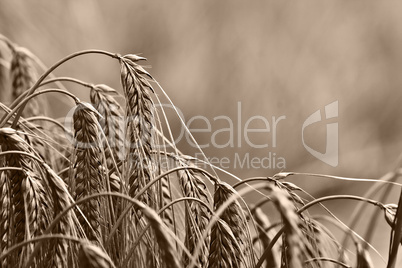 golden wheat ears