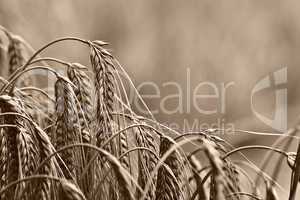 golden wheat ears