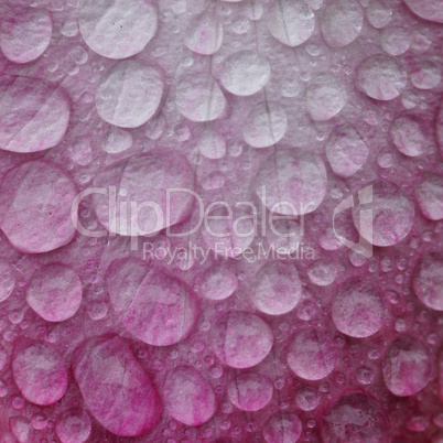 raindrop on rose