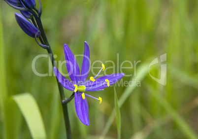 CAMAS WILDFLOWER