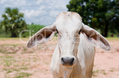 Asian cow staring at you.