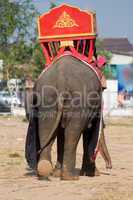 Rear view of Asian elephant with tr