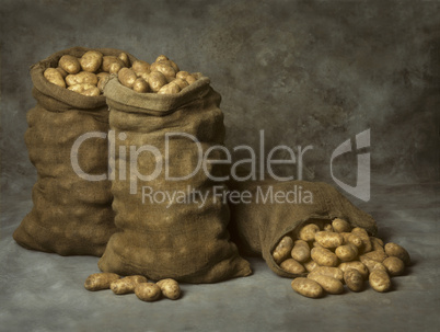 Burlap Sacks of Potatoes