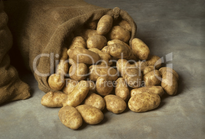 Spilled burlap sack of potatoes