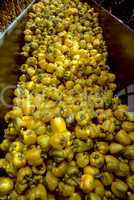 Harvesting Bin of Yellow Bell Peppe