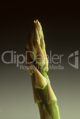 Single Spear of Asparagus