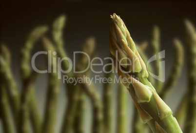 Single asparagus tip with others in
