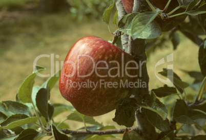 Red delicious apple on a tree