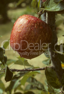 Red apple on a tree