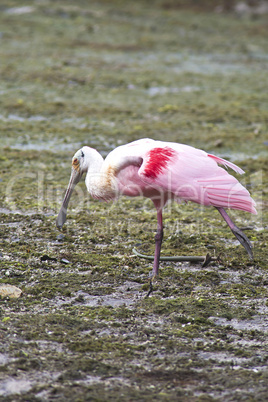 Roseate Spoonbill feeding in marsh at Ding Darling NWR, Saniberl Island, Florida.