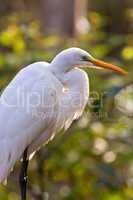 Backlite Great Egret in Corkscrew Swamp Santuary, Naples, Florida