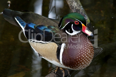 Male wood duck in the water at Homosassa Springs State Park, Florida