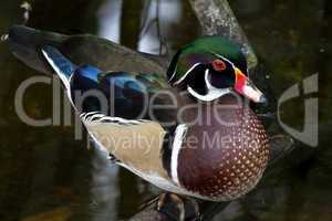 Male wood duck in the water at Homosassa Springs State Park, Florida
