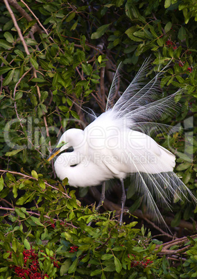 Breeding adult great egret in Venice, Florida
