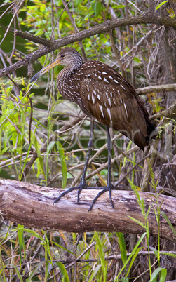 Limpkin