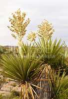 Yucca Plants in Daggar Flat off the Auyo Trail in Big Bend National Park, Texas.