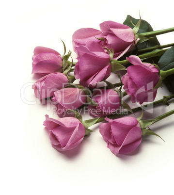 Bunch of pink roses laying on white
