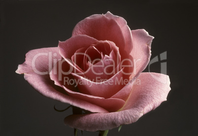 Closeup of a peach colored rose