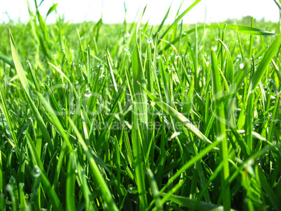 high green grass with drops of dew