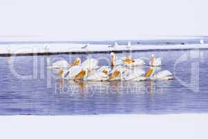 Flock Of Pelicans