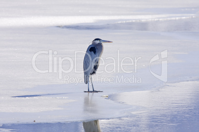 Hanging On The Ice